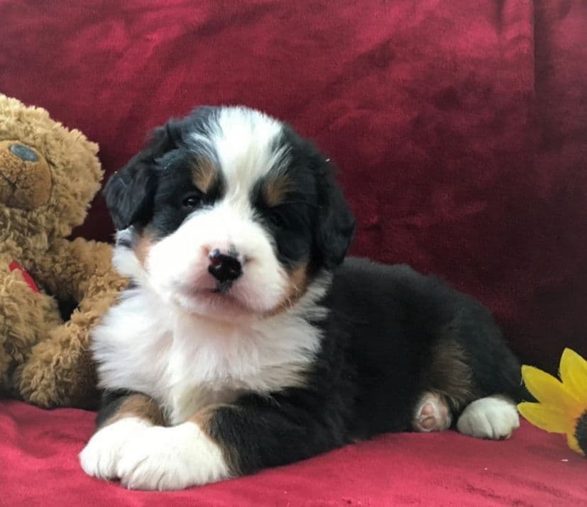 Stari & Gus' 10 puppies, Go home date July 4th breeder image 21