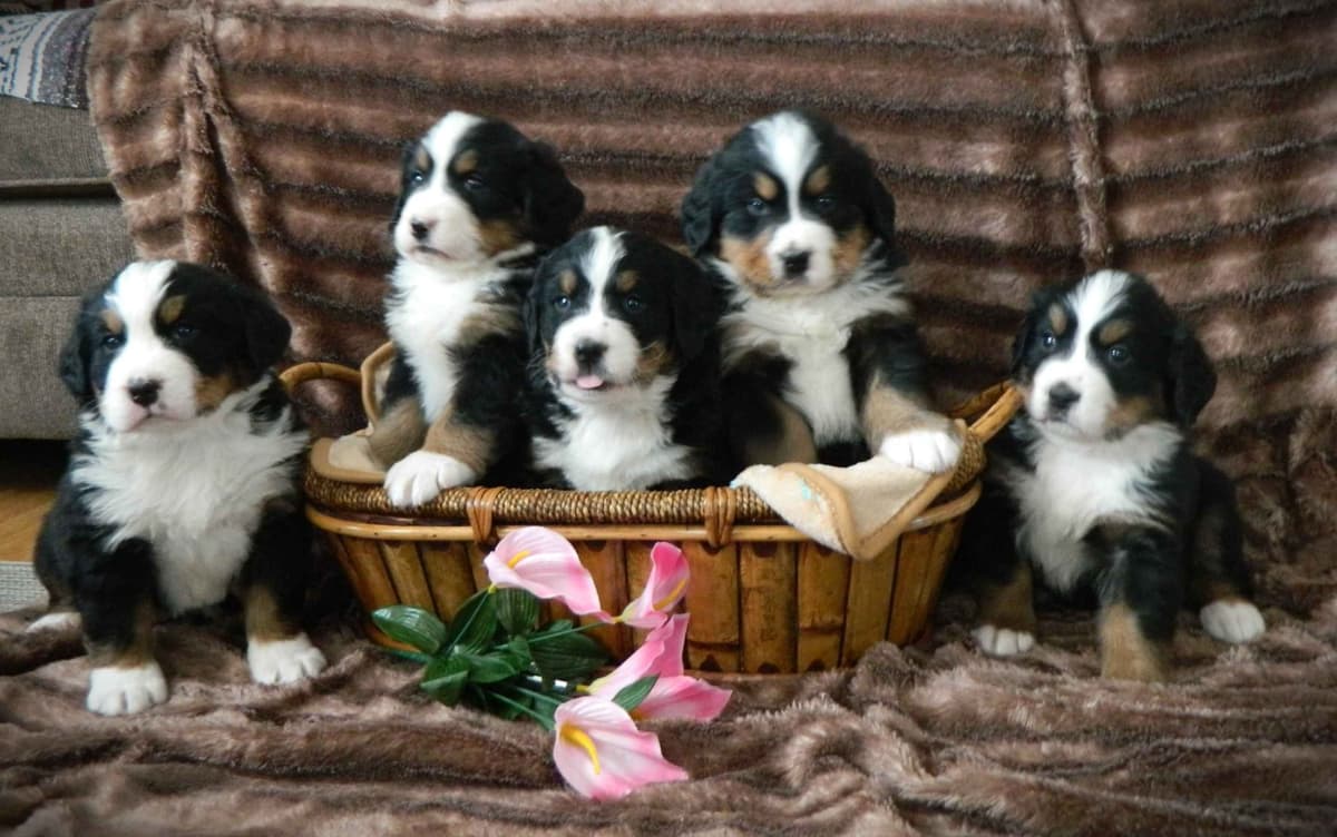 Stari & Gus' 10 puppies, Go home date July 4th breeder image 23