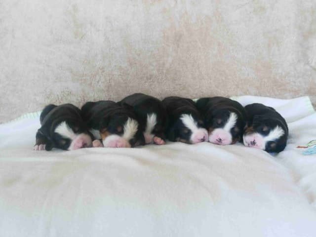 Stari & Gus' 10 puppies, Go home date July 4th media 2
