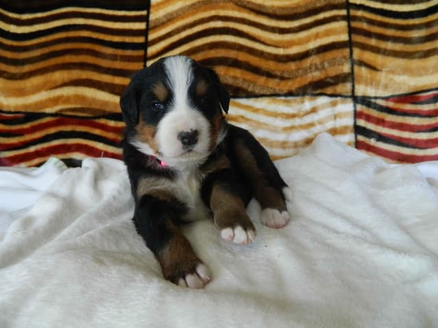 Stari & Gus' 10 puppies, Go home date July 4th media 5