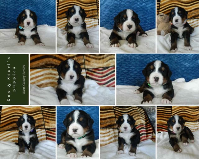 Stari & Gus' 10 puppies, Go home date July 4th media 7
