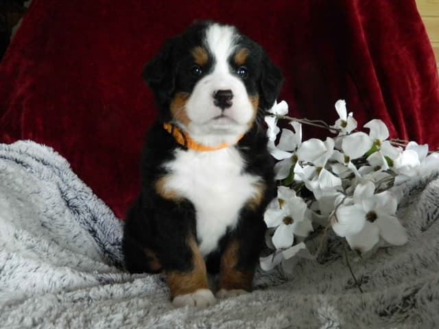 Stari & Gus' 10 puppies, Go home date July 4th media 8