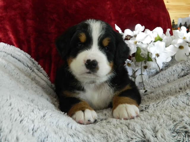 Stari & Gus' 10 puppies, Go home date July 4th media 9