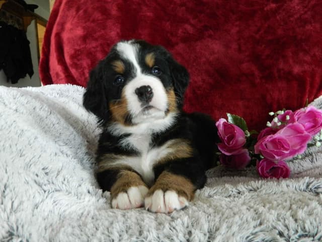 Stari & Gus' 10 puppies, Go home date July 4th media 10