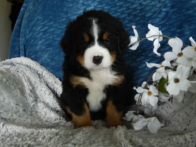 Stari & Gus' 10 puppies, Go home date July 4th media 11