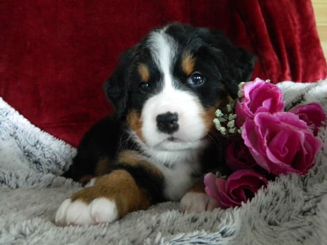Stari & Gus' 10 puppies, Go home date July 4th media 12
