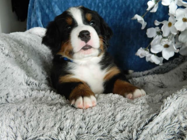 Stari & Gus' 10 puppies, Go home date July 4th media 13
