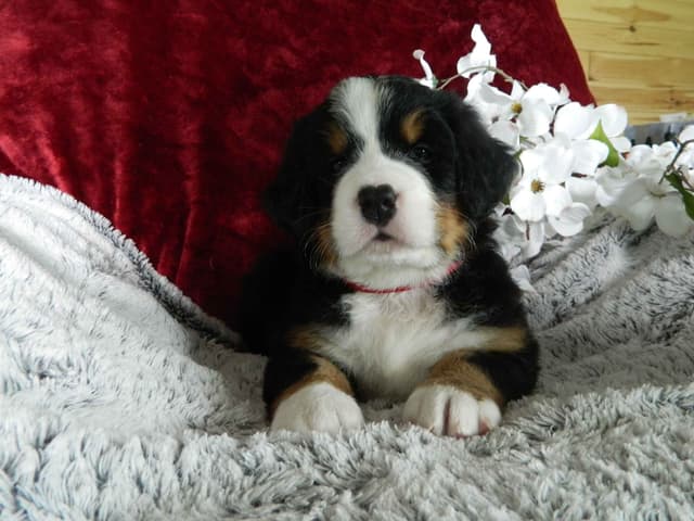 Stari & Gus' 10 puppies, Go home date July 4th media 14