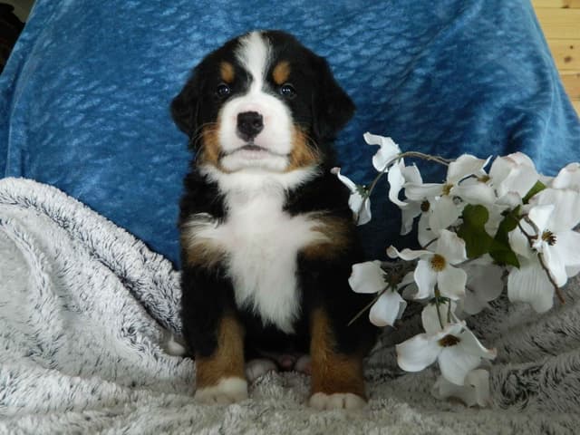 Stari & Gus' 10 puppies, Go home date July 4th media 15