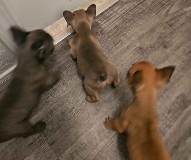 French Bulldog Puppies media 3