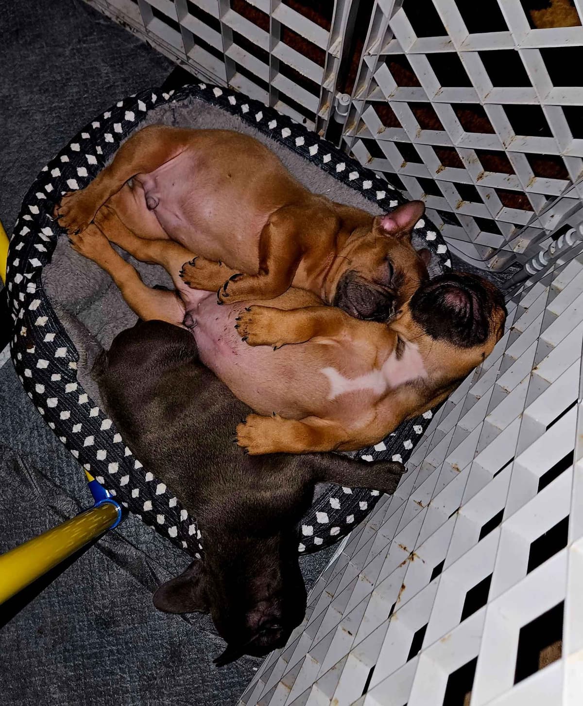 French Bulldog Puppies breeder image 1