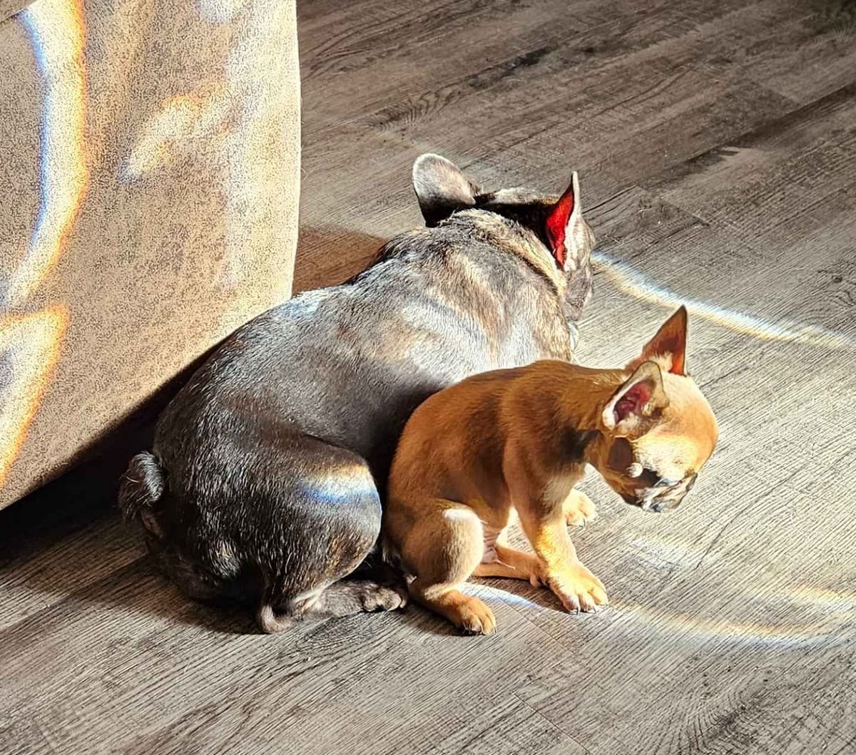 French Bulldog Puppies breeder image 4