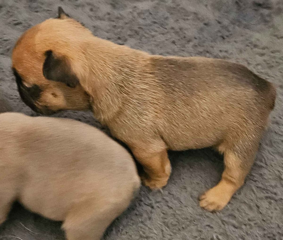 French Bulldog Puppies breeder image 7