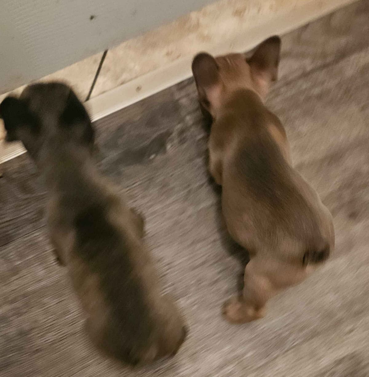 French Bulldog Puppies breeder image 6