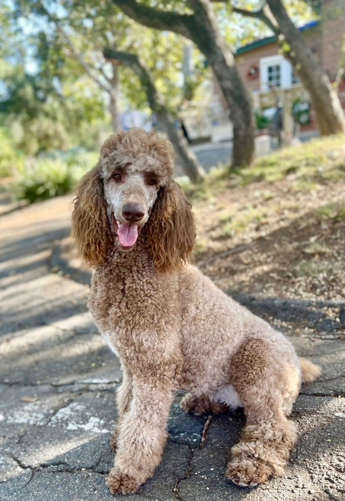 AKC Brown & Parti Standard Poodles breeder image 2