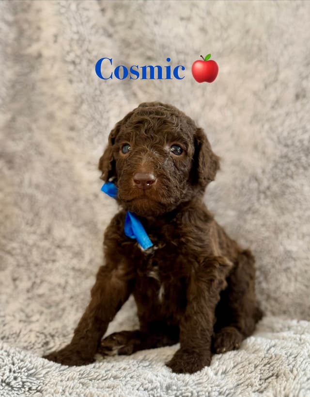 AKC Brown & Parti Standard Poodles media 14
