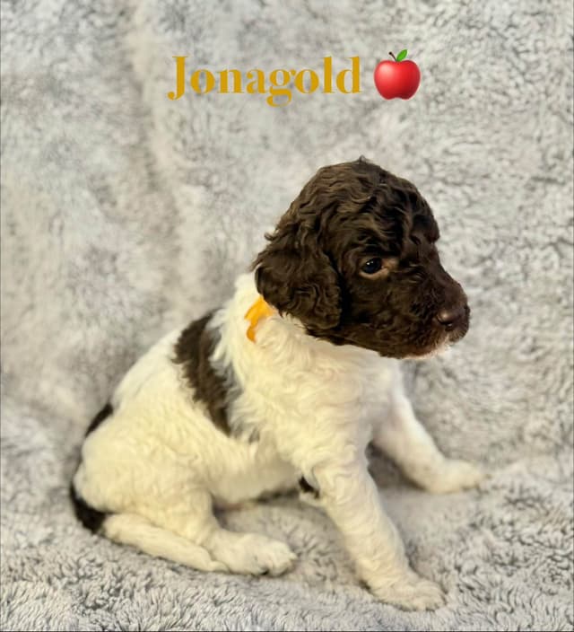 AKC Brown & Parti Standard Poodles media 2
