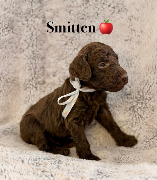 AKC Brown & Parti Standard Poodles media 6