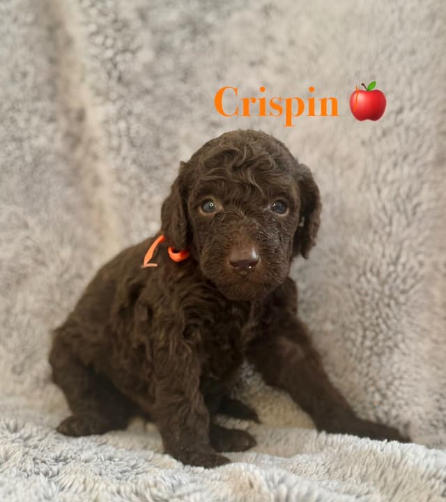 AKC Brown & Parti Standard Poodles media 12