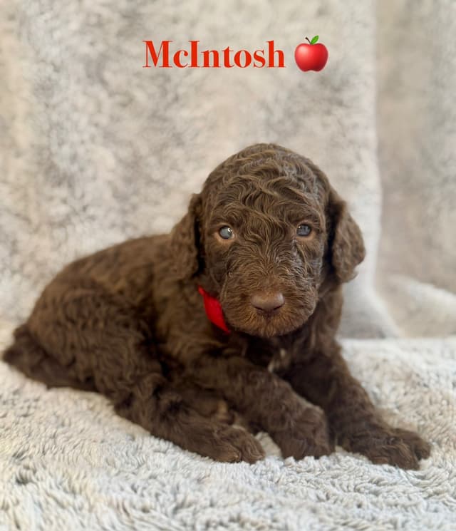 AKC Brown & Parti Standard Poodles media 16