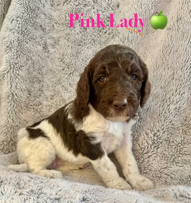 AKC Brown & Parti Standard Poodles media 20