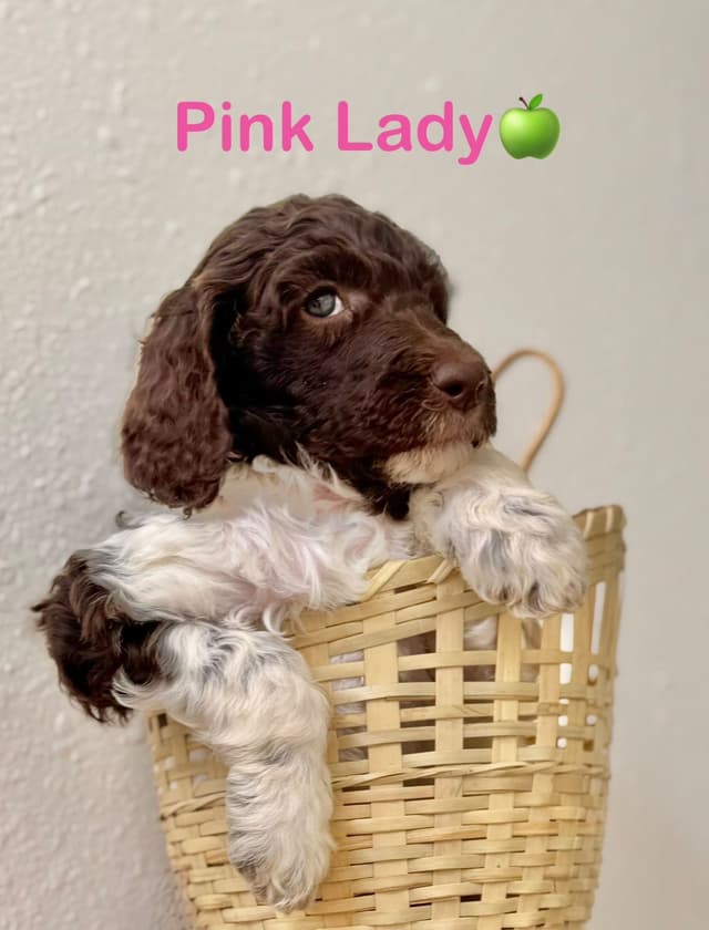 AKC Brown & Parti Standard Poodles media 19
