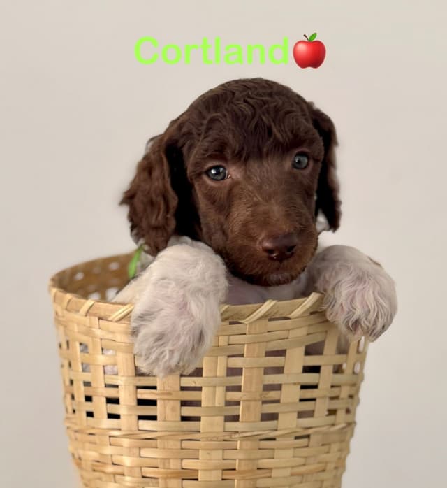 AKC Brown & Parti Standard Poodles media 3