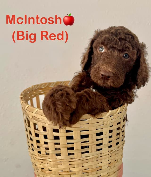 AKC Brown & Parti Standard Poodles media 15