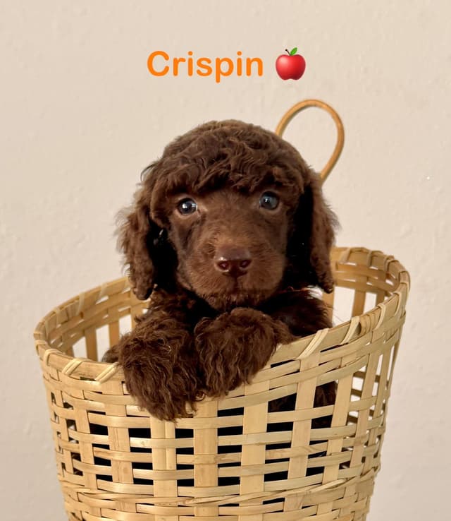 AKC Brown & Parti Standard Poodles media 11