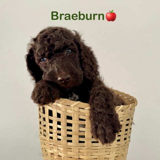 AKC Brown & Parti Standard Poodles media 7