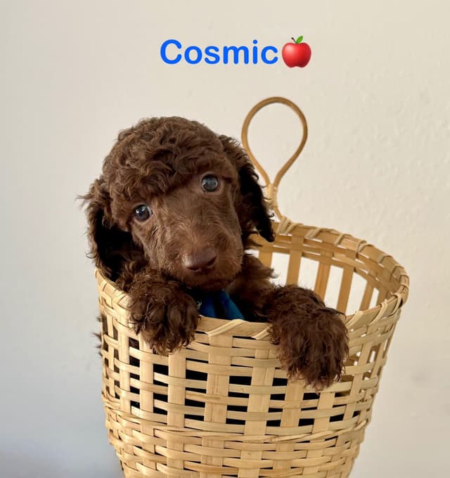 AKC Brown & Parti Standard Poodles media 13