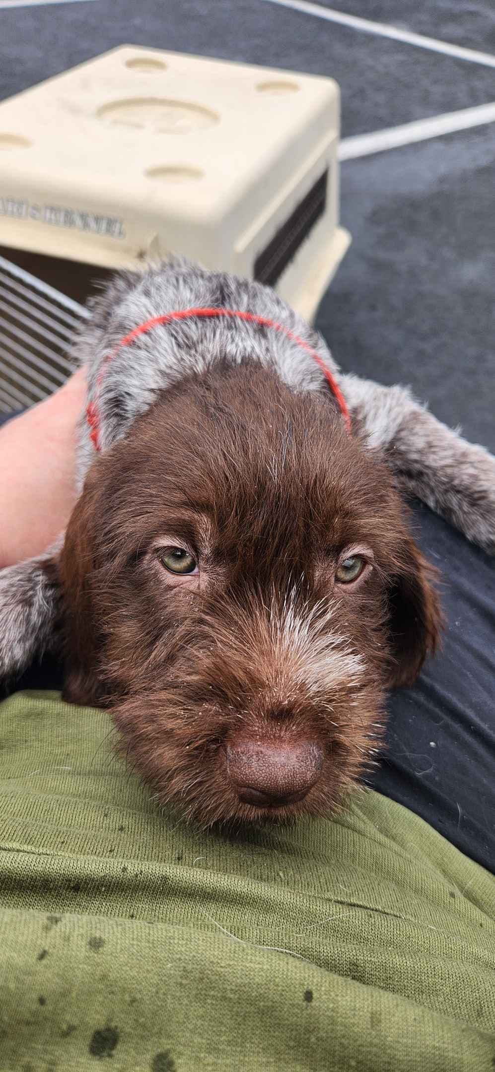 Wirehaired Pointing Griffon Puppies breeder image 1