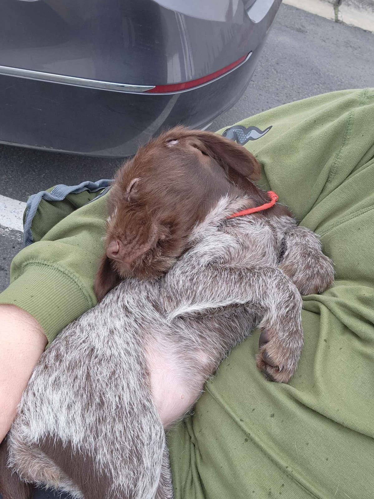 Wirehaired Pointing Griffon Puppies breeder image 2