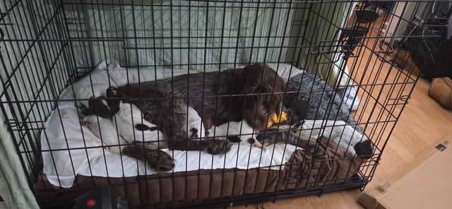 Wirehaired Pointing Griffon Puppies media 2