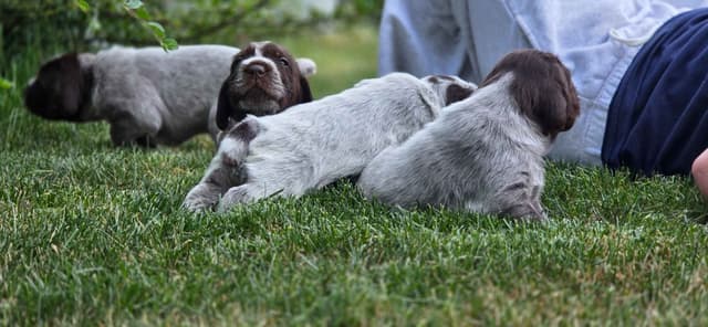 Wirehaired Pointing Griffon Puppies media 3