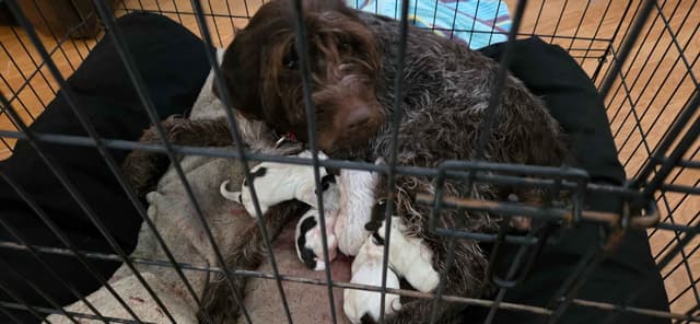 Wirehaired Pointing Griffon Puppies media 4