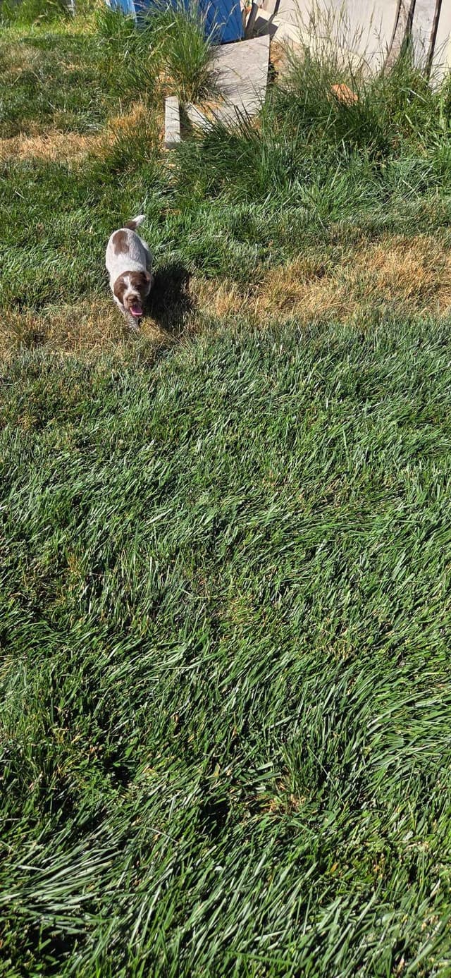 Wirehaired Pointing Griffon Puppies media 5