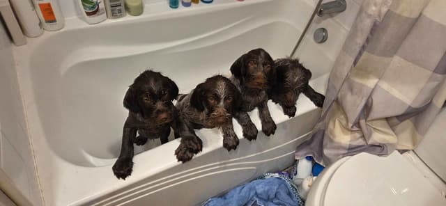 Wirehaired Pointing Griffon Puppies media 6