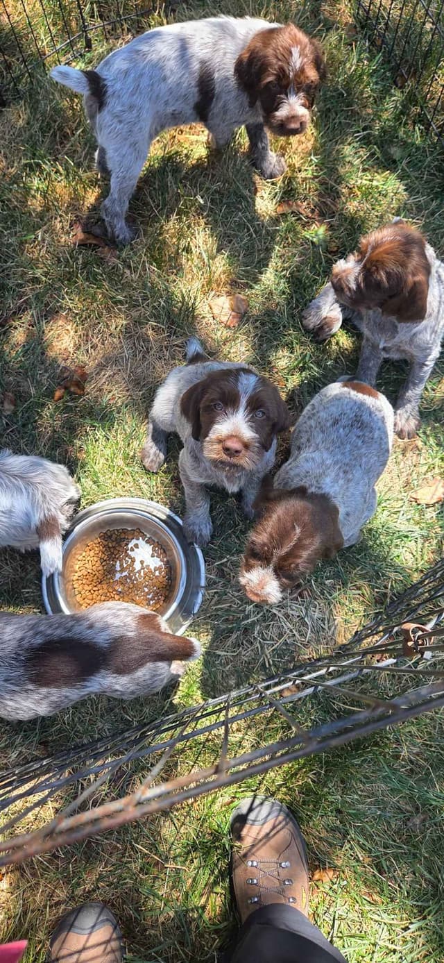 Wirehaired Pointing Griffon Puppies media 7