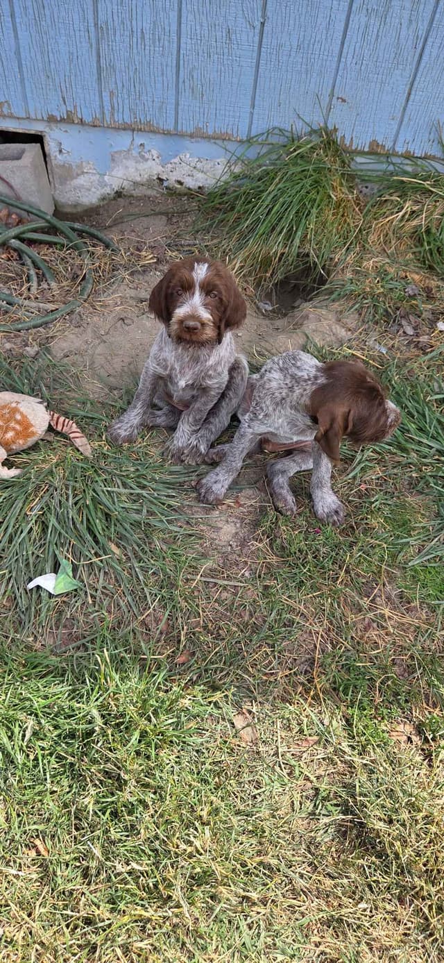 Wirehaired Pointing Griffon Puppies media 8