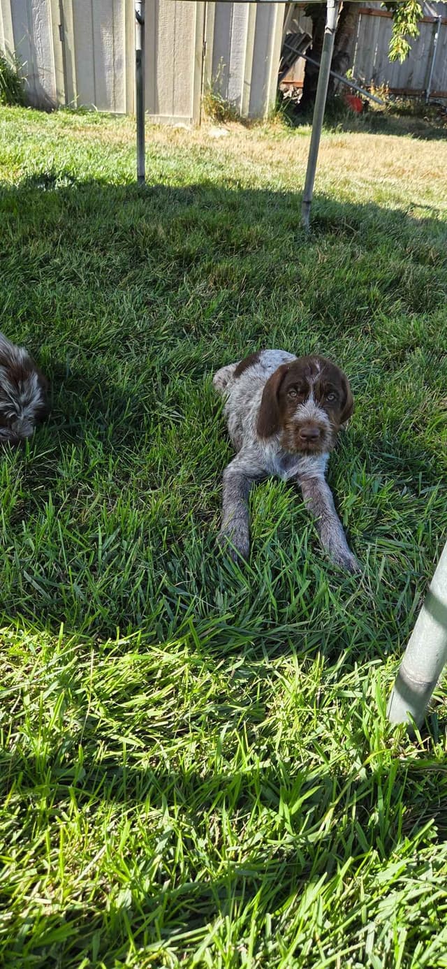 Wirehaired Pointing Griffon Puppies media 9