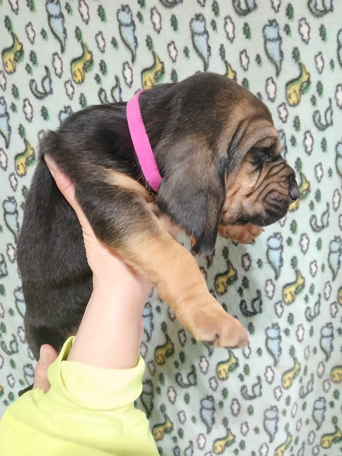 Bloodhound Puppies breeder image 1
