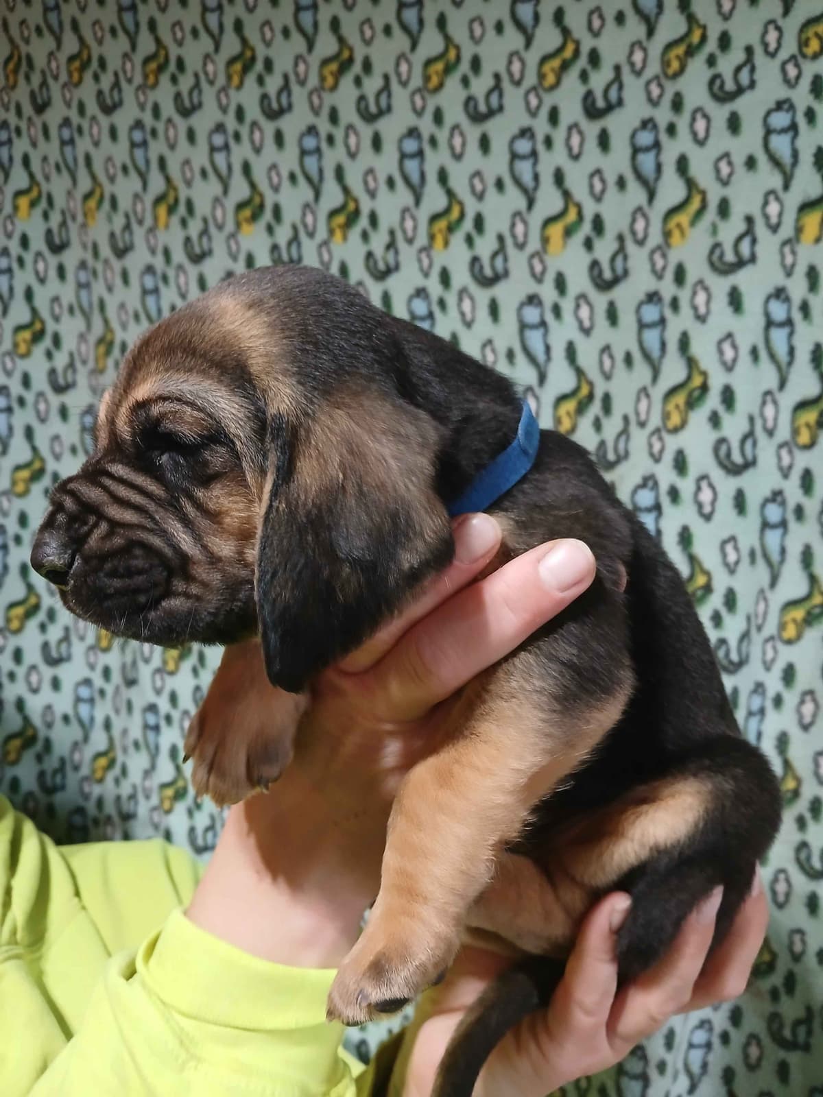 Bloodhound Puppies breeder image 2