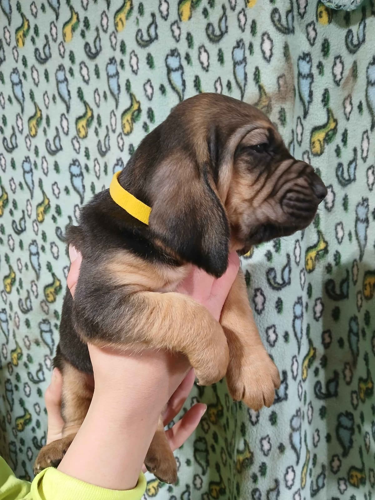 Bloodhound Puppies breeder image 3