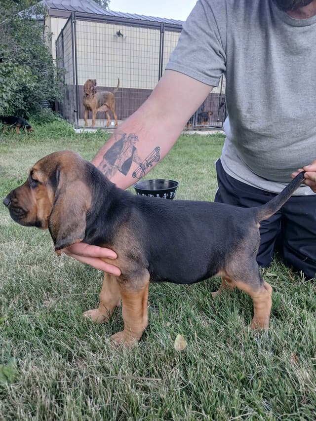 Bloodhound Puppies media 3