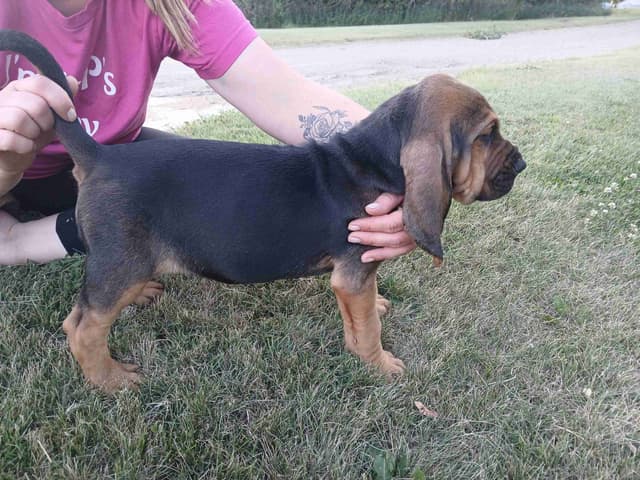 Bloodhound Puppies media 4