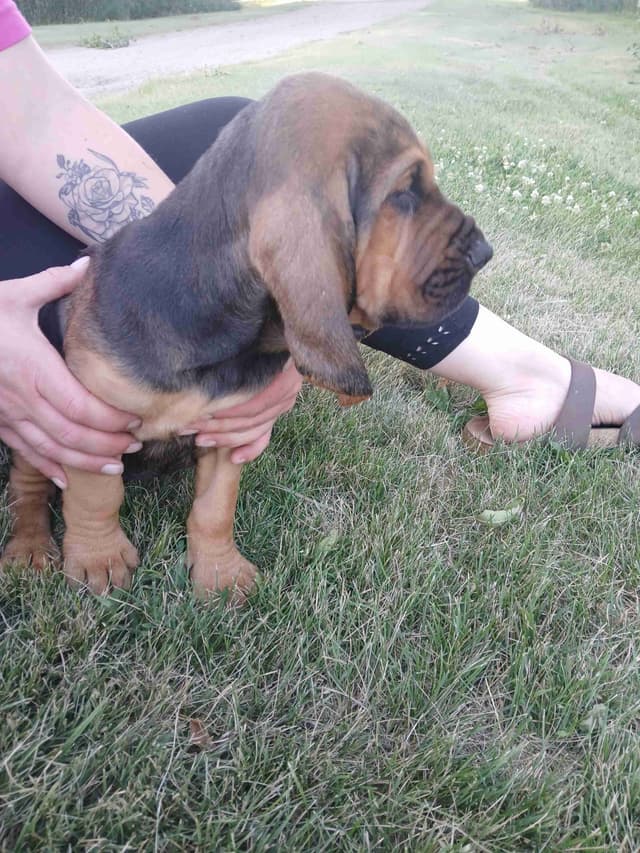 Bloodhound Puppies media 6