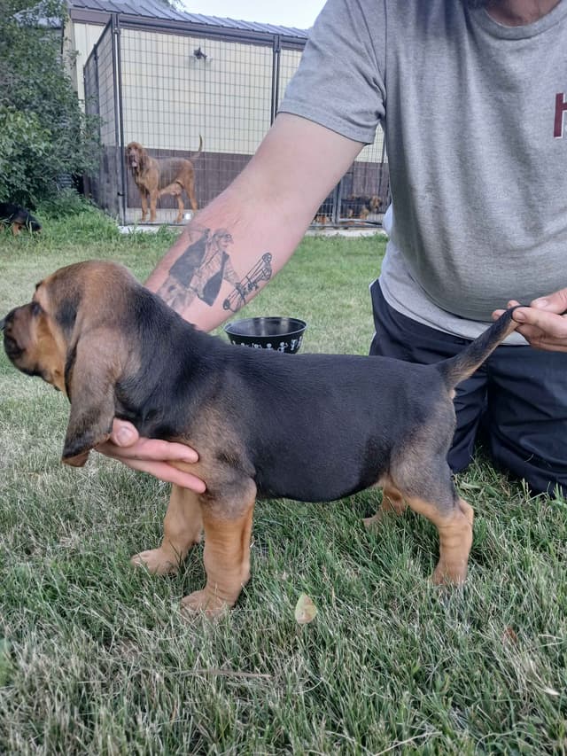 Bloodhound Puppies media 7