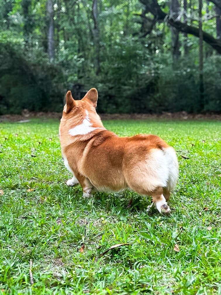 Little Blaze (AKC Triple Clear Genetics-Champion Bloodlines) breeder image 6
