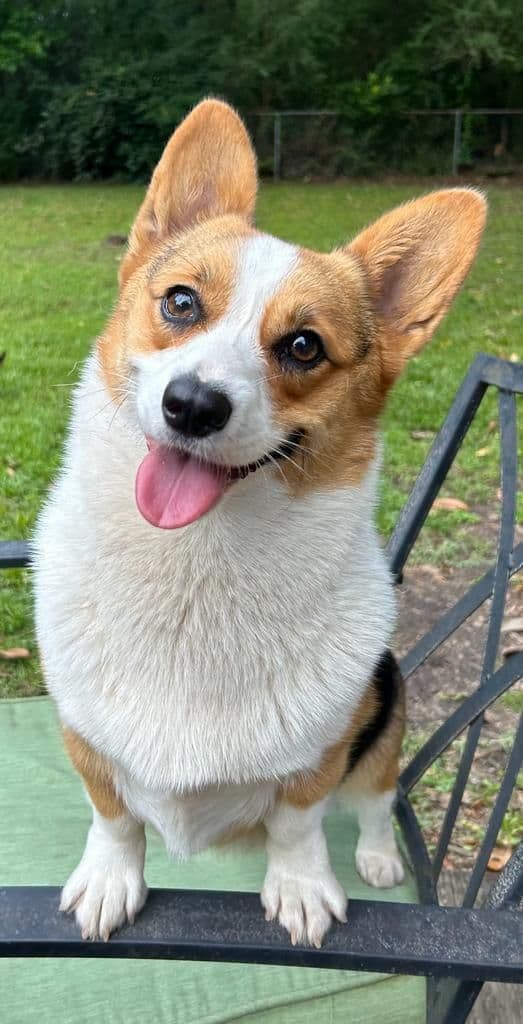 Little Blaze (AKC Triple Clear Genetics-Champion Bloodlines) breeder image 11